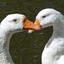 P1310756b - de vogels van amsterdam