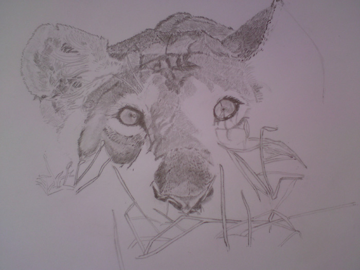 lioness prepares for dinner - 