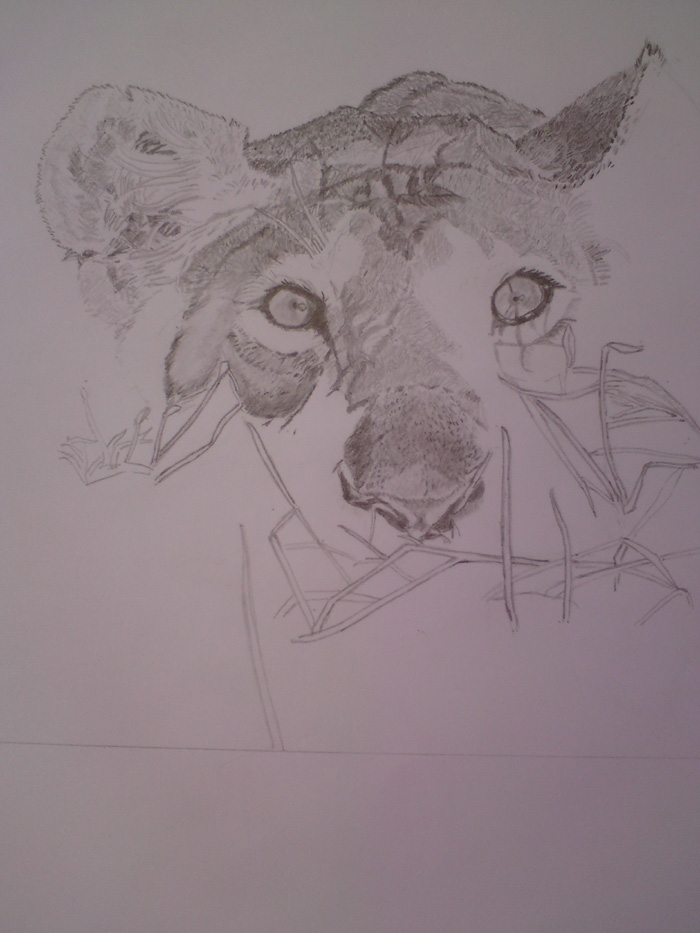 lioness prepares for dinner2 - 