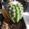 echinocereus bonatzii - cactus