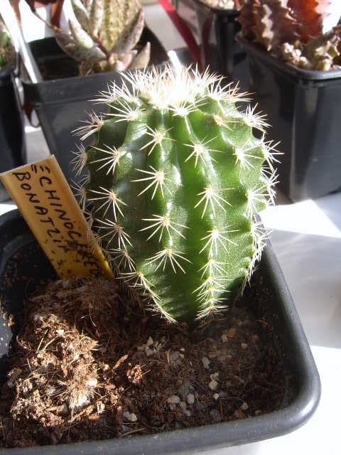 echinocereus bonatzii cactus
