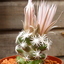 P1060924 - Cactus