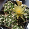 Neobesseya similis 001 - cactus