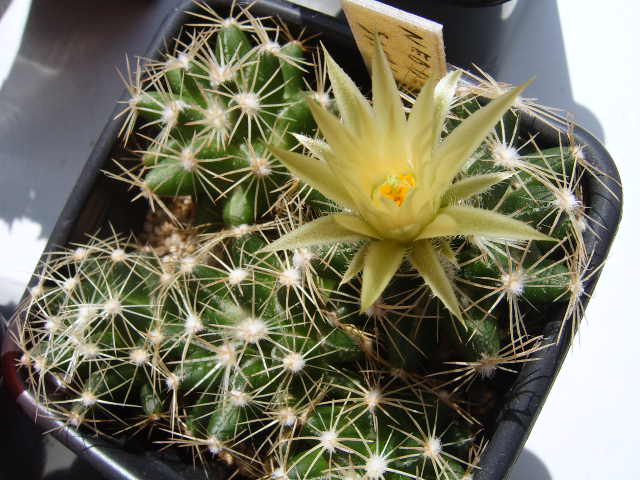 Neobesseya similis 001 cactus