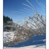 Frosty Grass - Nature Images