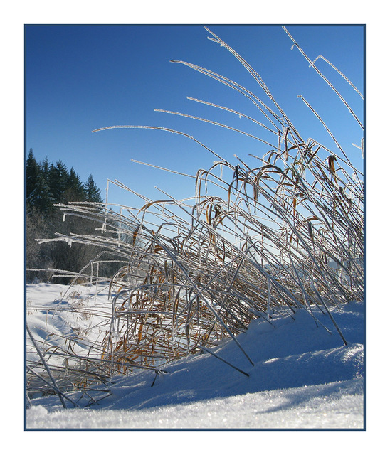 Frosty Grass Nature Images