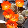 Rebutia spec KK 1519 001 - cactus