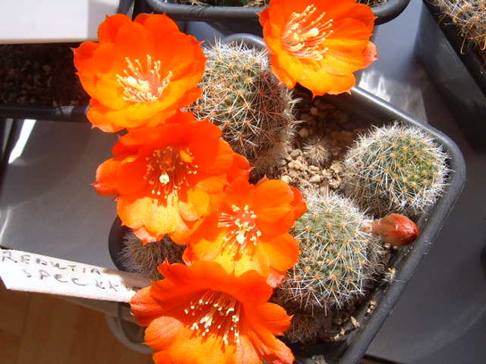 Rebutia spec KK 1519 001 cactus