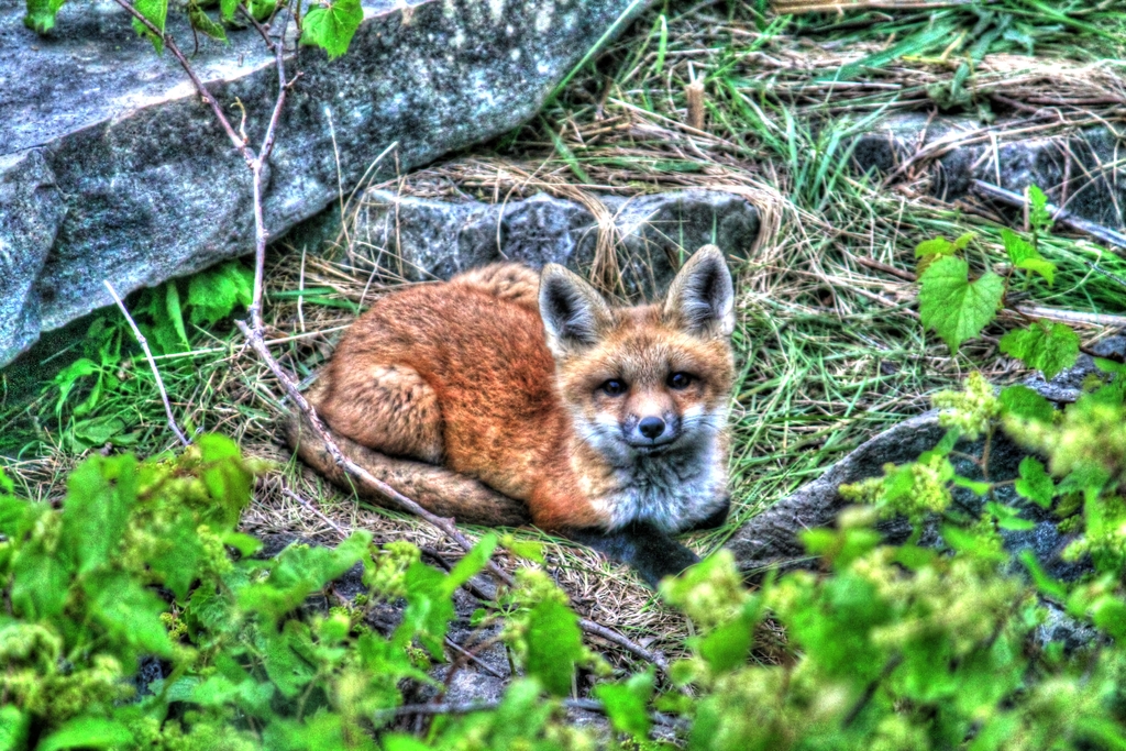 IMG 6830 tonemapped - 