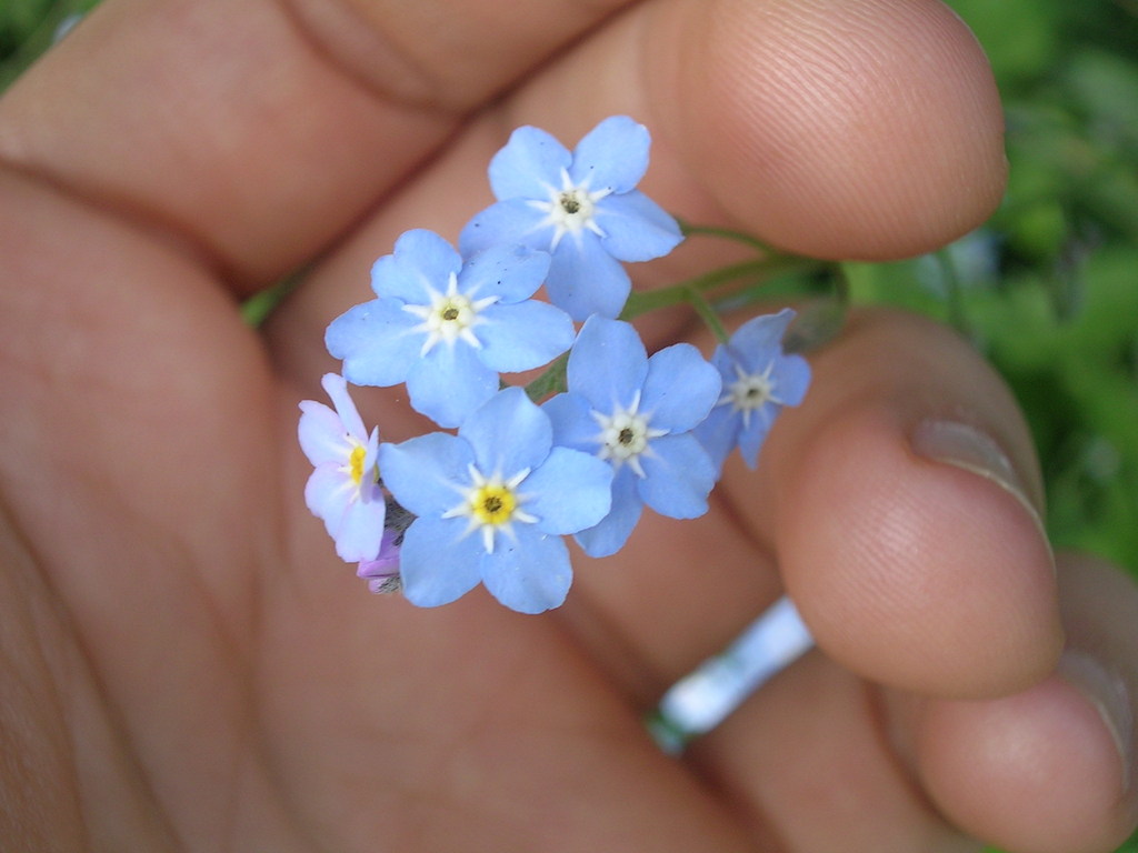 Myosotis sylvatica - 