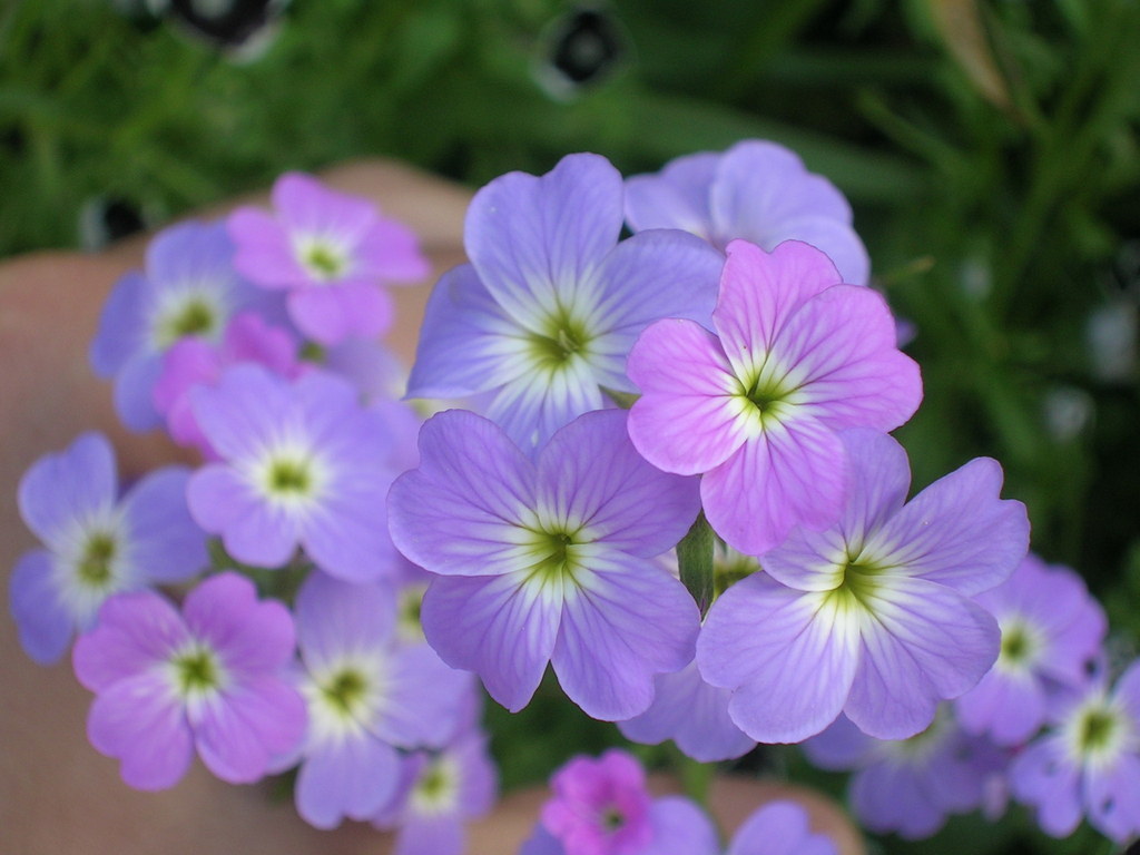 Malcolmia maritima - 