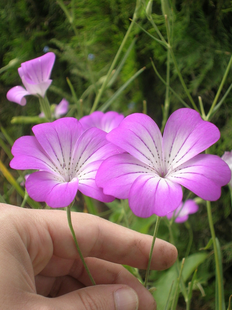 Agrostemma githago 'Milas' - 