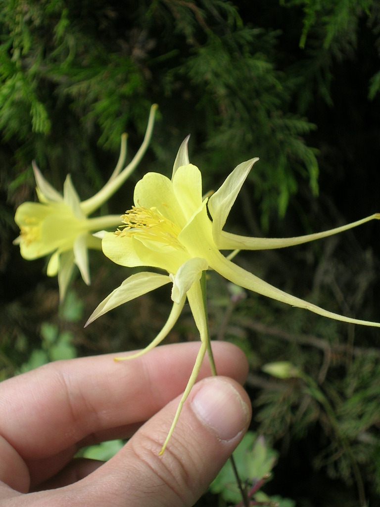 Aquilegia chrysantha - 