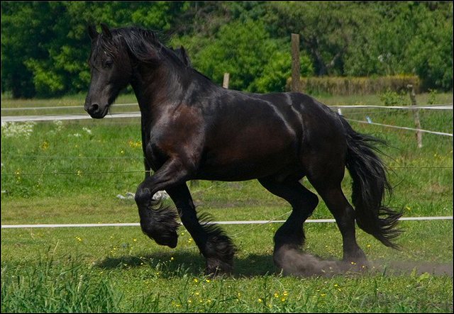 67 paarden en honden 8 juni