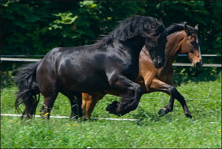86 - paarden en honden 8 juni