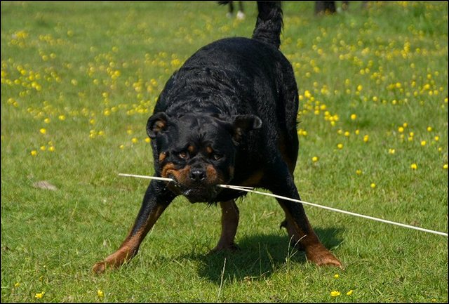 118 paarden en honden 8 juni