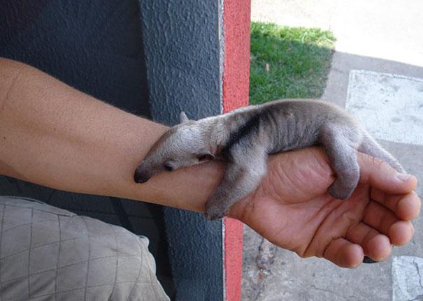 baby-anteater-L-xdERoq - 