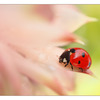 Ladybug 02 - Close-Up Photography