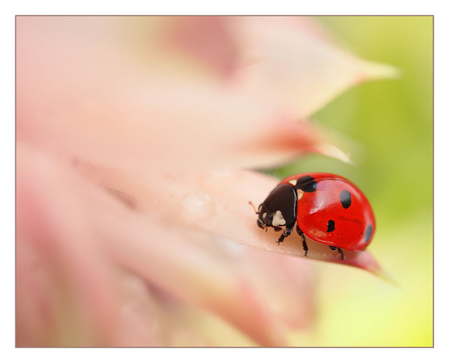Ladybug 02 Close-Up Photography