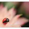 Ladybug 03 - Close-Up Photography