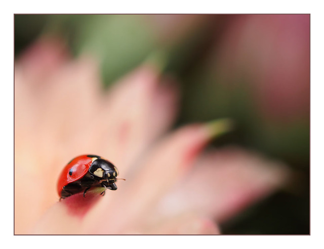 Ladybug 03 Close-Up Photography