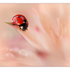Ladybug 01 - Close-Up Photography