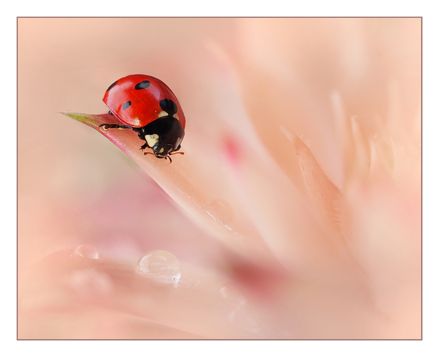 Ladybug 01 Close-Up Photography