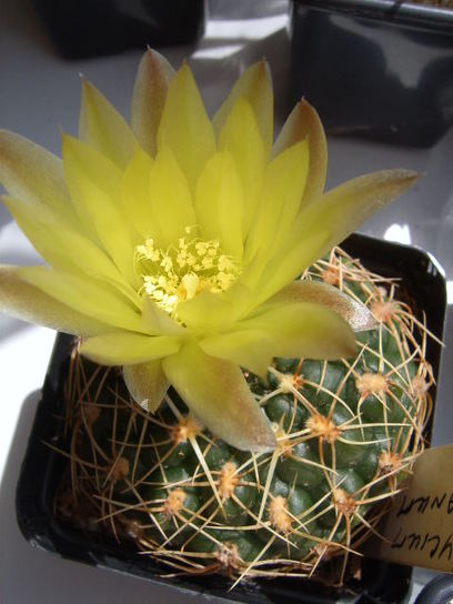 Gymnocalycium schroederianum bloem 005 cactus