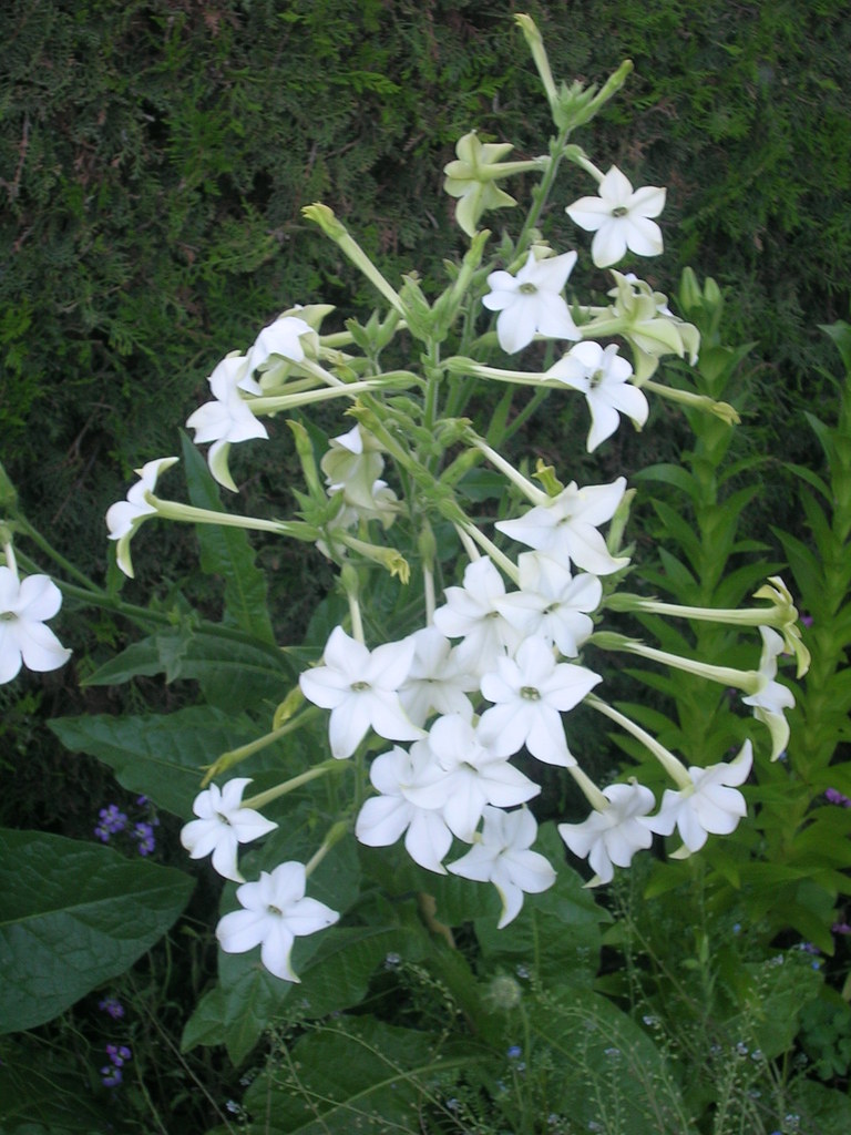 Nicotiana affinis 'Grandiflora' - 