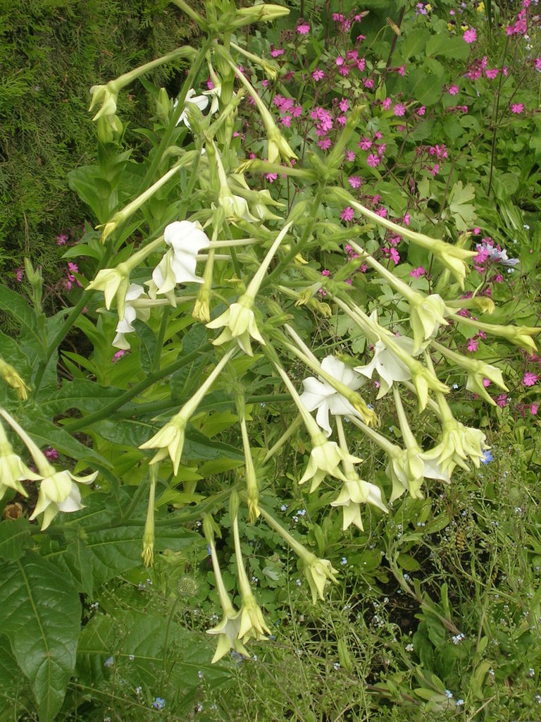 Nicotiana affinis 'Grandiflora' 2 - 