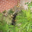 Tuin 17-06-13 1 - In de tuin 2013