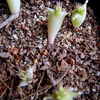 Hoodia gordonii 2a 003 - cactus