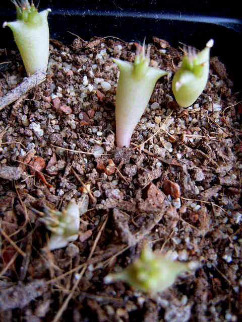 Hoodia gordonii 2a 003 - cactus