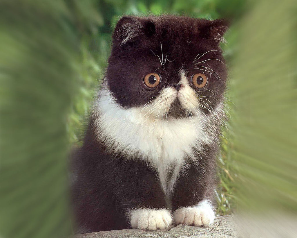 Cute kitten - 