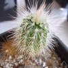Echinocereus russanthus L 2... - cactus