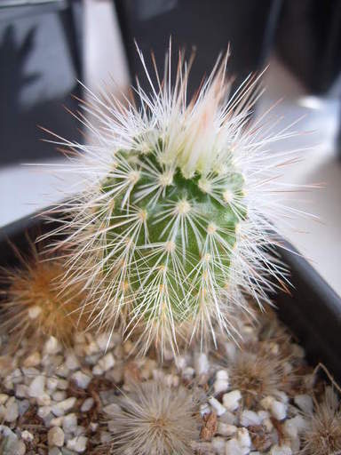 Echinocereus russanthus L 2057 004 cactus