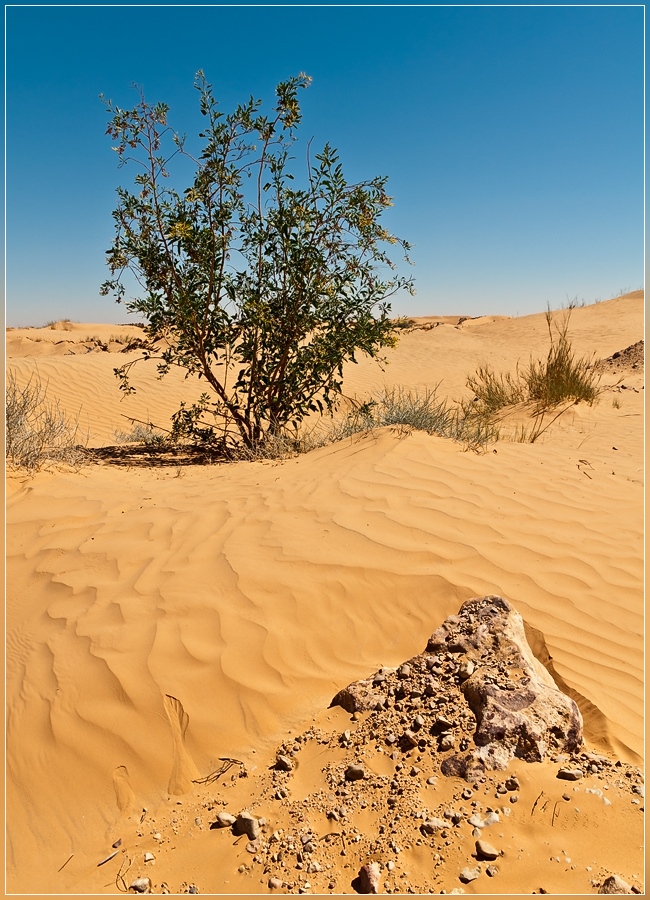 DSC 5874Tunesie - Somewhere in the desert - 