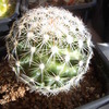 Wscobaria vivipara .v. buof... - cactus