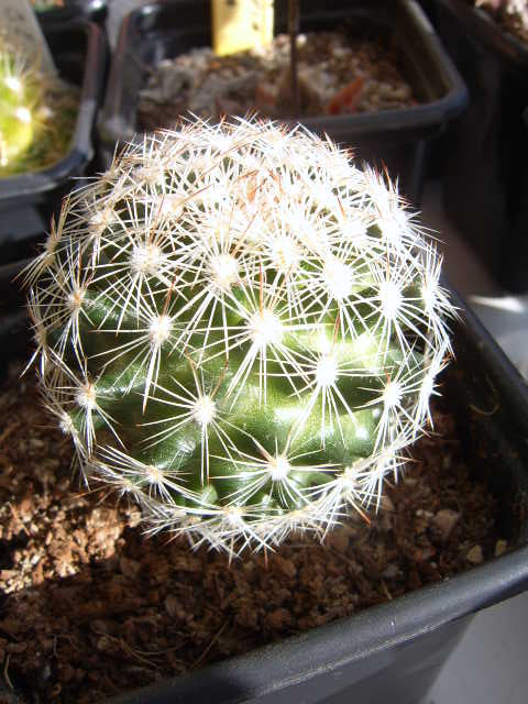 Wscobaria vivipara .v. buoflamma 004 cactus
