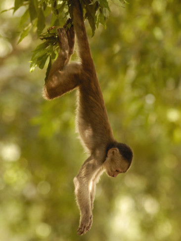 pete-oxford-white-fronted-capuchin-monkey-hanging- - 