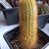 Haageocereus spec  otusco 001 - cactus