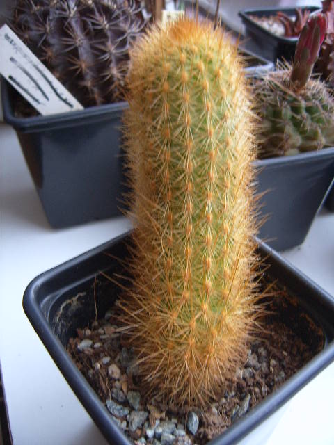 Haageocereus spec  otusco 001 cactus