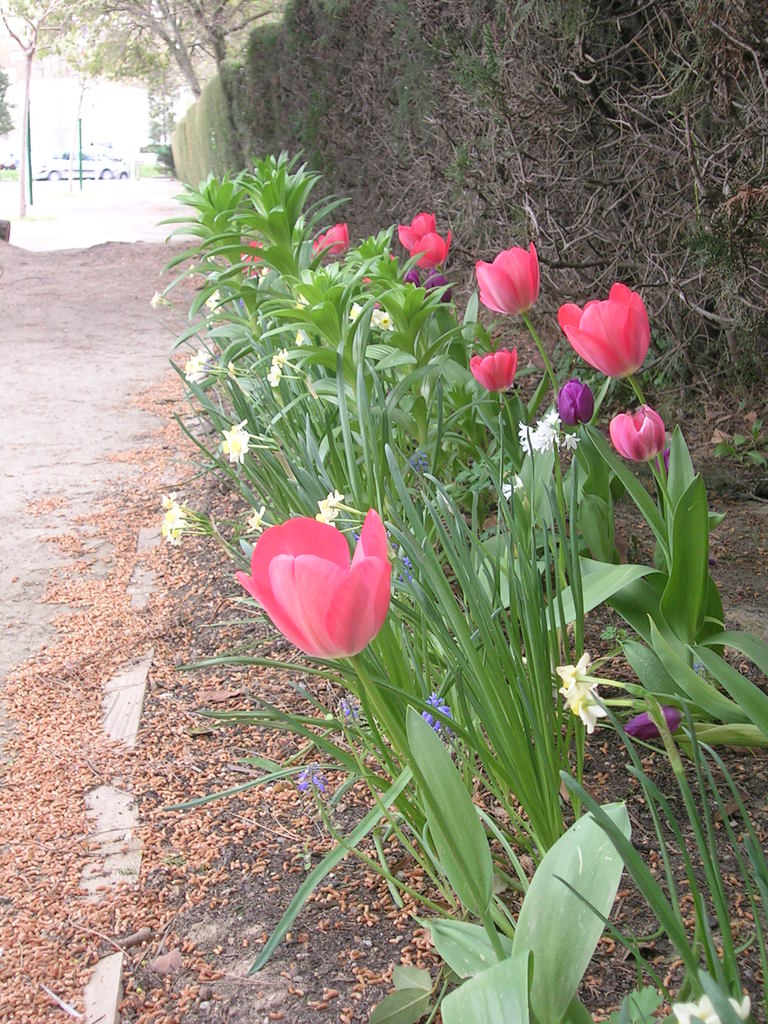 4-4 Parterre de probes - 