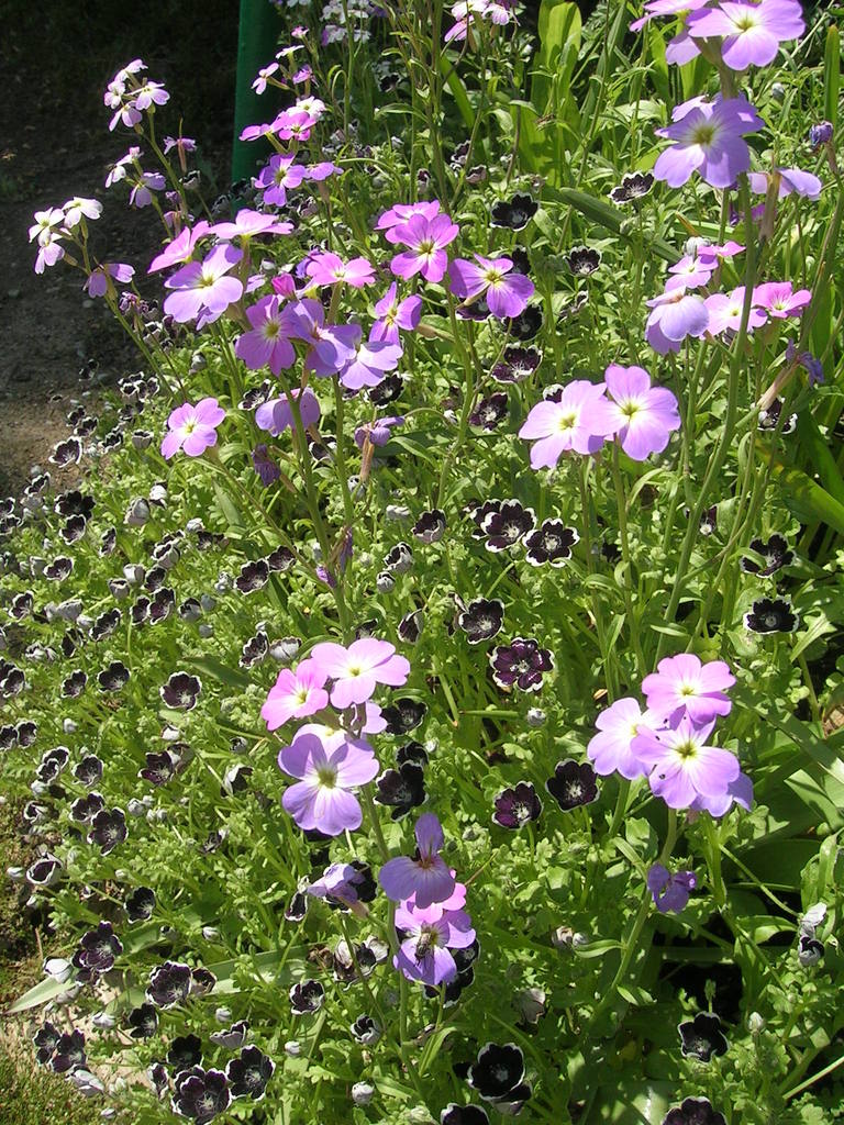 Nemophila discoidalis 'Penny Black' + Malcolmia ma - 