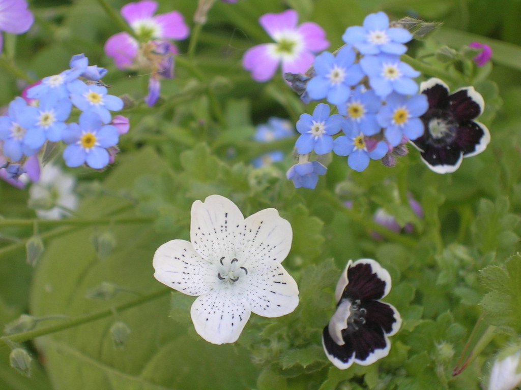 5-4 Myosotis + Nemophila - 