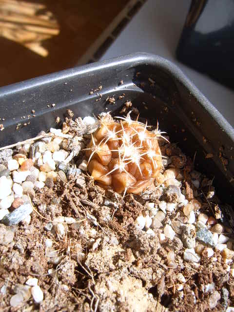 Turbinicarpus  lophophoroides 002 cactus