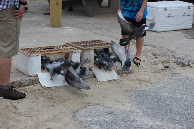 IMG 5033 Pigeons - June of 2013 (Norfolk, VA)