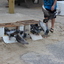 IMG 5033 - Pigeons - June of 2013 (Norfolk, VA)