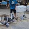 IMG 5034 - Pigeons - June of 2013 (Nor...