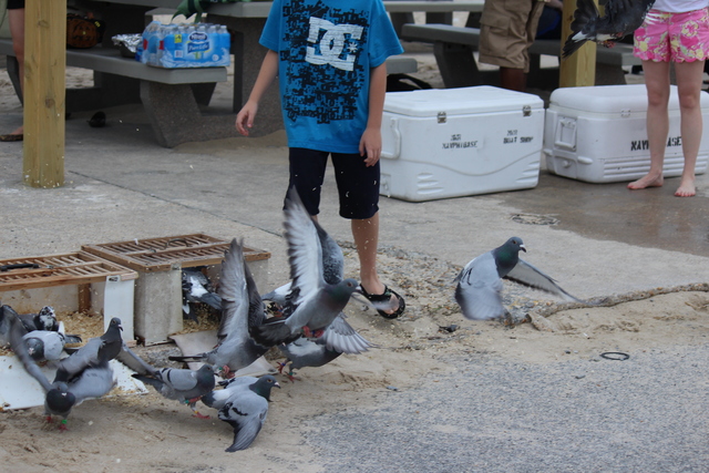 IMG 5034 Pigeons - June of 2013 (Norfolk, VA)